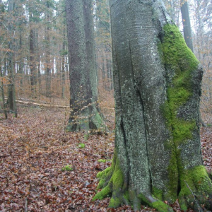 Radvanovický hřbet - interiér listnatého lesa