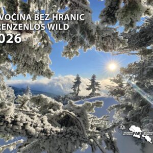 obálka společného nástěnného kalendáře 2026 - Divočina bez hranic. Slunce prosvítá přes zasněžené větve smrku.